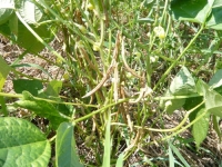 アズキ早くもサヤが茶色
