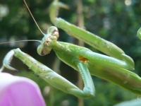 チョウセンカマキリの前肢の付け根