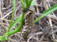 エビガラスズメが空芯菜を食べていた