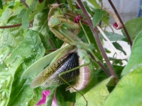 オオカマキリの威嚇ポーズ