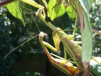 しがみつくオオカマキリのオス