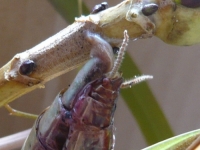 オオカマキリの産卵開始直後