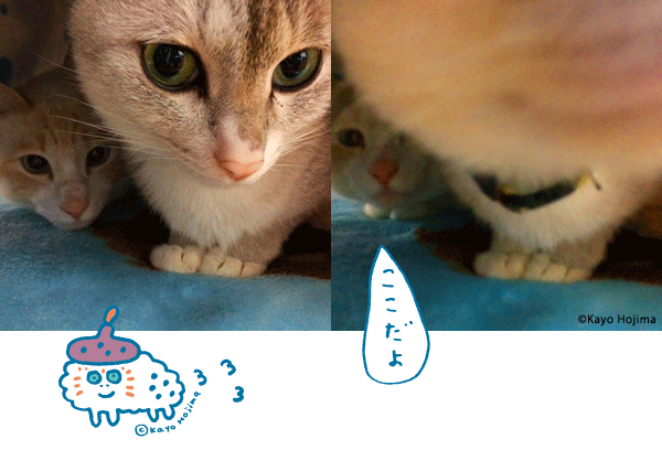 こもる こんにゃく はんぺん