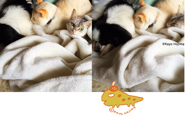 なみる ごまこんにゃくはんぺん