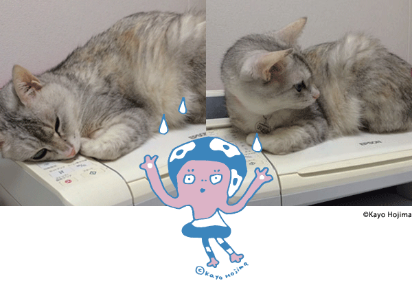 地味ながら女子力。こんにゃく。