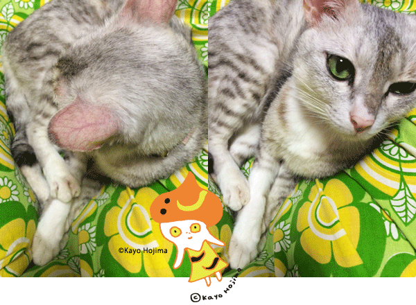 ひざでくつろぐ こんにゃく