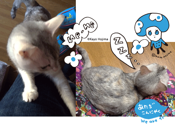 甘えるこんにゃく。