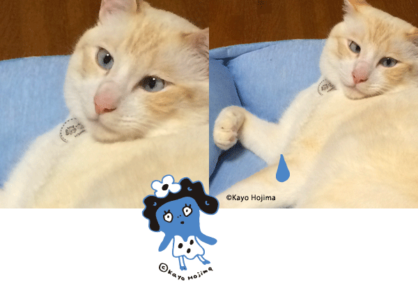 傷心猫はんぺん
