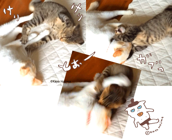 ねこずもう。