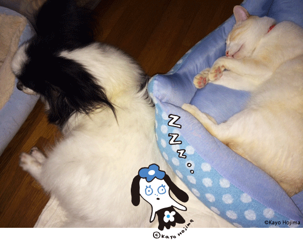 いぬねこ兄弟。