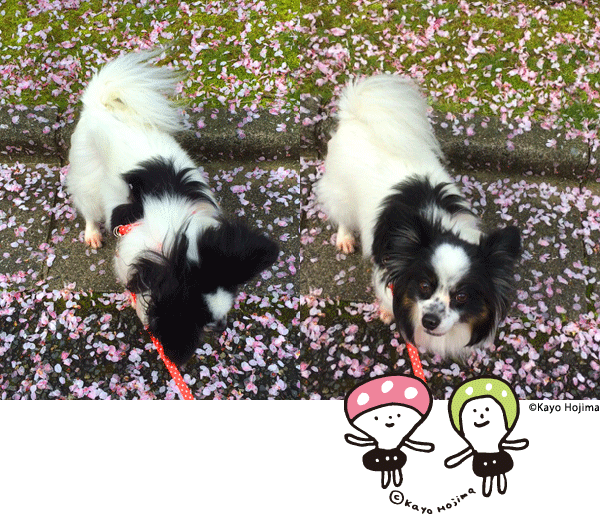 桜とごま。