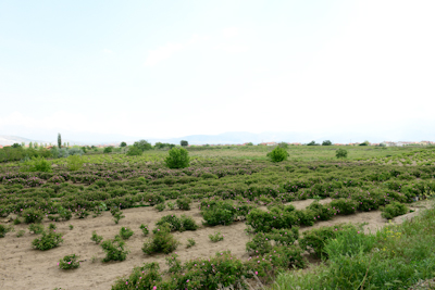 CHR_4762.jpg