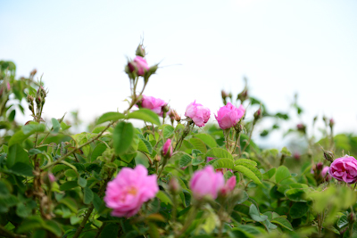 CHR_4768.jpg
