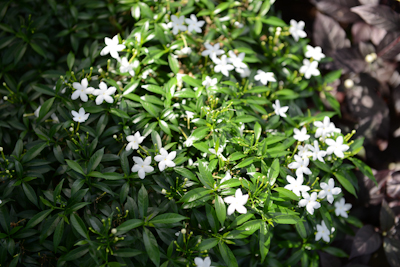 CHR_6225.jpg