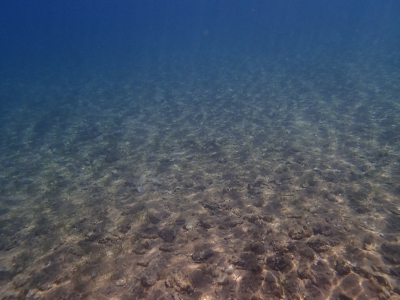P6201055.JPG