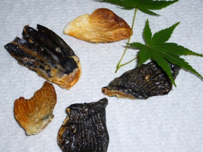 ♪香ばしく焼けた『ふぐひれ』♪