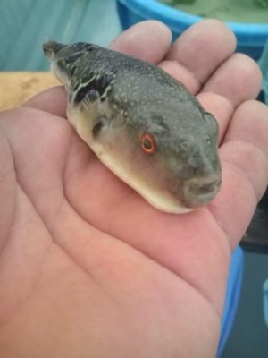 ★トラふぐ稚魚★