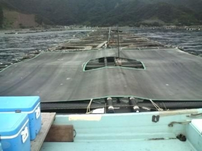 ☆トラふぐ養殖生簀上の遮光ネット☆