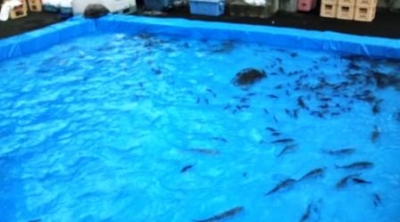 ☆魚つかみ水槽☆