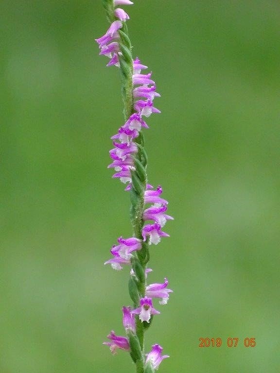 花 ねじり そう