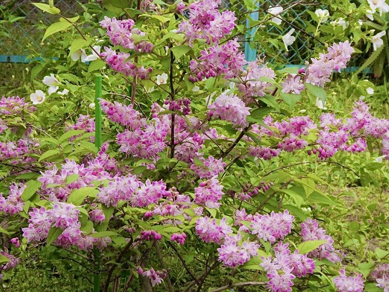 理事長の四季の花めぐり（115）～ウツギ3種類 サボテンの