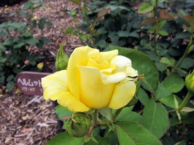 黄薔薇