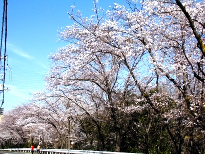 桜の空