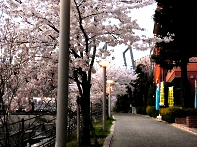 旗と桜