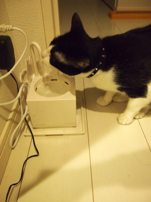 猫 ウォーターファウンテン