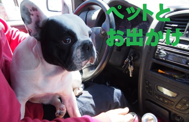 ペットとドライブ