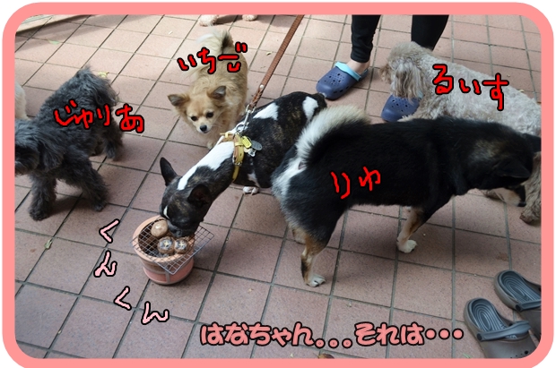 9月21日鎌田はなちゃん3.JPG