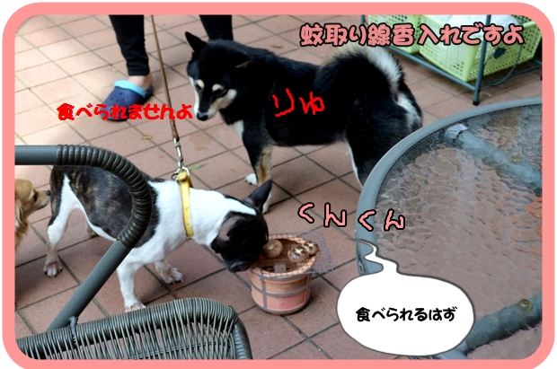 9月21日鎌田はなちゃん4.JPG