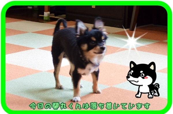 9月25日藤井蘭丸ちゃん2 .JPG