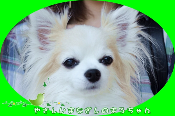 9月28日松本まろちゃん.JPG