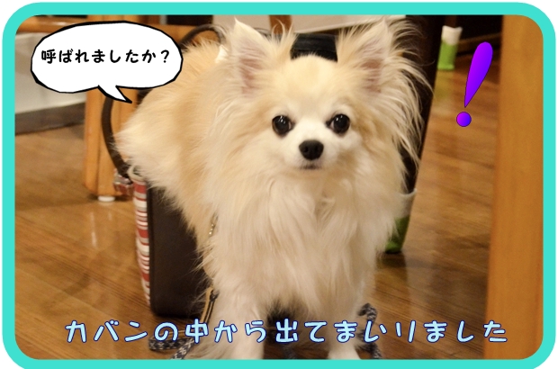 9月28日松本まろちゃん2.JPG