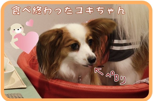 10月4日日紫喜ユキちゃん.JPG