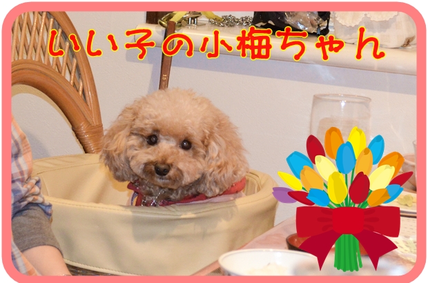 11月23日大浦小梅ちゃん.JPG