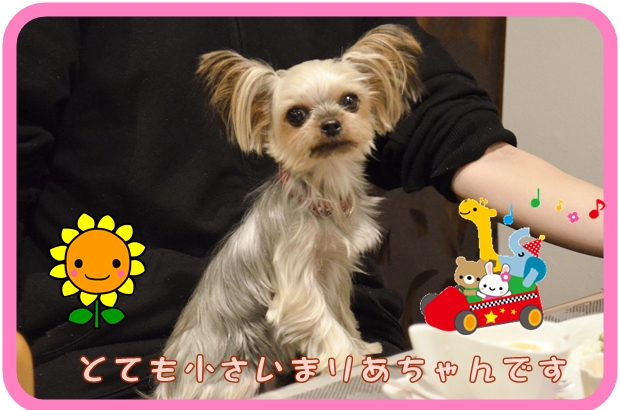 11月29日広瀬まりあちゃん.JPG