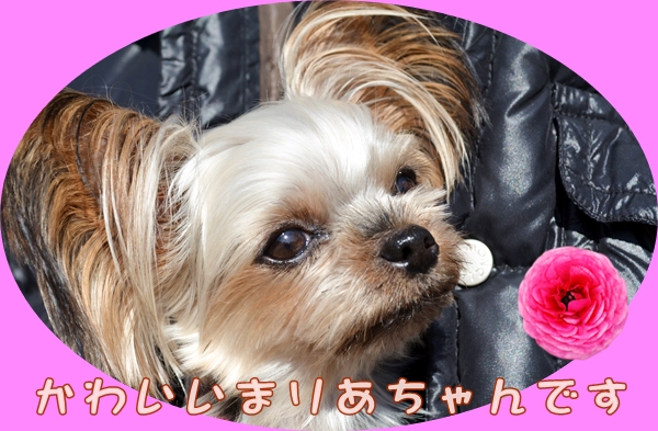 11月29日広瀬まりあちゃん2.JPG