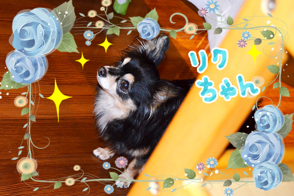 12月31日今井りくちゃん.jpg