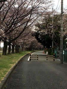 桜咲く 稲城側遊歩道の桜並木