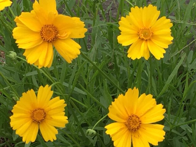 キンケイギクの花 キンケイギクの花
