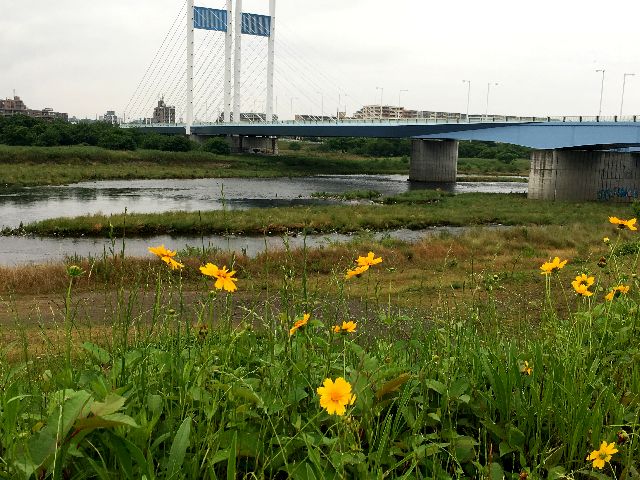 キンケイギクと是政橋 キンケイギクと是政橋