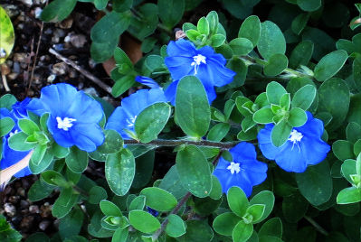 赤い花 鶏頭 と青い花 アメリカンブルー 四季の花と庭