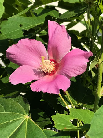 芙蓉と 姫ひまわり 四季の花と庭