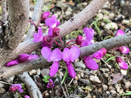 1週間分をまとめてアップ 四季の花と庭