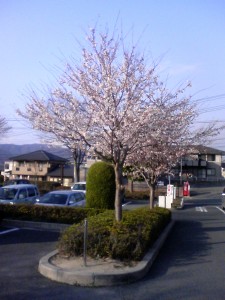 東広島市立図書館の桜 2009.3.31