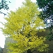 上野(小)