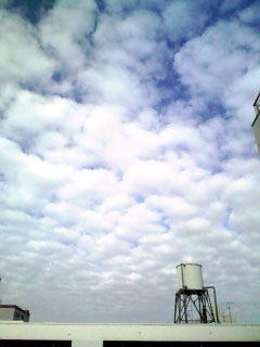 081201うろこ雲1