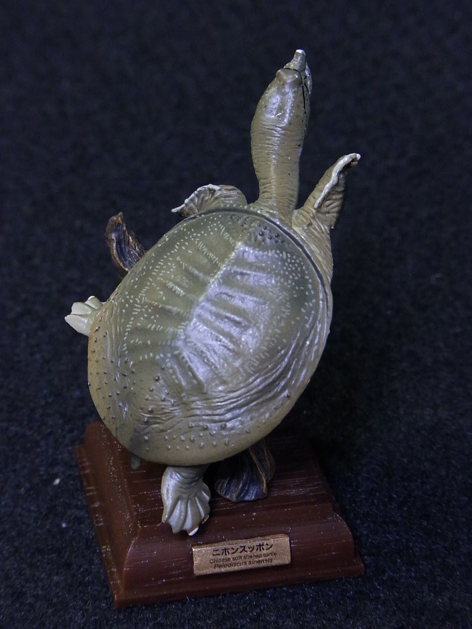 ネイチャーテクニカラー,ニホンスッポン